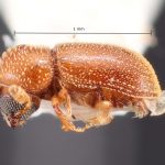 female | Image Author: TH Atkinson | Florida State Collection of Arthropods, Gainesville, Florida | Ariquemes, 62 km SW | Collection: Florida State Collection of Arthropods