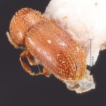 female | Image Author: TH Atkinson | Florida State Collection of Arthropods, Gainesville, Florida | Ariquemes, 62 km SW | Collection: Florida State Collection of Arthropods