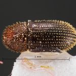 female | Image Author: TH Atkinson | Florida State Collection of Arthropods, Gainesville, Florida | Santana de Ponte Pensa | Collection: Florida State Collection of Arthropods