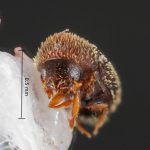 female | Image Author: TH Atkinson | Florida State Collection of Arthropods, Gainesville, Florida | Santana de Ponte Pensa | Collection: Florida State Collection of Arthropods