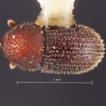 female | Image Author: TH Atkinson | Florida State Collection of Arthropods, Gainesville, Florida | holotype Hypothenemus ascitus Wood | holotype | Puerto Viejo | Collection: Entomology