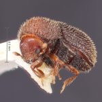 female | Image Author: TH Atkinson | Florida State Collection of Arthropods, Gainesville, Florida | holotype Hypothenemus ascitus Wood | holotype | Puerto Viejo | Collection: Entomology