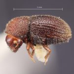 female | Image Author: TH Atkinson | Florida State Collection of Arthropods, Gainesville, Florida | holotype Hypothenemus ascitus Wood | holotype | Puerto Viejo | Collection: Entomology