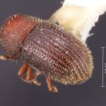 female | Image Author: TH Atkinson | Florida State Collection of Arthropods, Gainesville, Florida | holotype Hypothenemus ascitus Wood | holotype | Puerto Viejo | Collection: Entomology