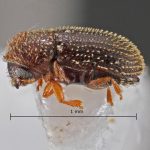 female | Image Author: TH Atkinson | Florida State Collection of Arthropods, Gainesville, Florida | Santana de Ponte Pensa | Collection: Florida State Collection of Arthropods