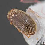 female | Image Author: TH Atkinson | Florida State Collection of Arthropods, Gainesville, Florida | Santana de Ponte Pensa | Collection: Florida State Collection of Arthropods