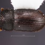 female | Image Author: TH Atkinson | Florida State Collection of Arthropods, Gainesville, Florida | Yetla | Collection: University of Texas Insect Collection