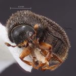 female | Image Author: TH Atkinson | Florida State Collection of Arthropods, Gainesville, Florida | Yetla | Collection: University of Texas Insect Collection
