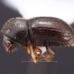 female | Image Author: TH Atkinson | Florida State Collection of Arthropods, Gainesville, Florida | Yetla | Collection: University of Texas Insect Collection