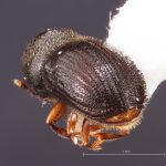 female | Image Author: TH Atkinson | Florida State Collection of Arthropods, Gainesville, Florida | Yetla | Collection: University of Texas Insect Collection