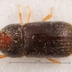 female | Image Author: TH Atkinson | Florida State Collection of Arthropods, Gainesville, Florida | N Waihee | Collection: Zoological Museum
