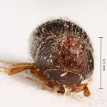 female | Image Author: TH Atkinson | Florida State Collection of Arthropods, Gainesville, Florida | N Waihee | Collection: Zoological Museum