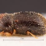 female | Image Author: TH Atkinson | Florida State Collection of Arthropods, Gainesville, Florida | N Waihee | Collection: Zoological Museum