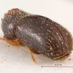 female | Image Author: TH Atkinson | Florida State Collection of Arthropods, Gainesville, Florida | N Waihee | Collection: Zoological Museum