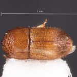 female | Image Author: TH Atkinson | Florida State Collection of Arthropods, Gainesville, Florida | coordinates only | Collection: Florida State Collection of Arthropods