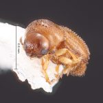 female | Image Author: TH Atkinson | Florida State Collection of Arthropods, Gainesville, Florida | coordinates only | Collection: Florida State Collection of Arthropods