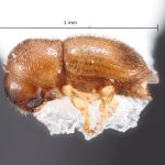 female | Image Author: TH Atkinson | Florida State Collection of Arthropods, Gainesville, Florida | coordinates only | Collection: Florida State Collection of Arthropods