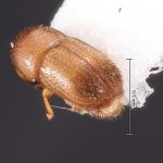 female | Image Author: TH Atkinson | Florida State Collection of Arthropods, Gainesville, Florida | coordinates only | Collection: Florida State Collection of Arthropods
