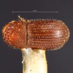 female | Image Author: TH Atkinson | Florida State Collection of Arthropods, Gainesville, Florida | holotype Stephanoderes castaneus Wood | holotype | Homestead | Collection: Snow Entomological Museum, Univ. Kansas