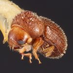 female | Image Author: TH Atkinson | Florida State Collection of Arthropods, Gainesville, Florida | holotype Stephanoderes castaneus Wood | holotype | Homestead | Collection: Snow Entomological Museum, Univ. Kansas