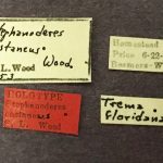 female | Image Author: TH Atkinson | Florida State Collection of Arthropods, Gainesville, Florida | holotype Stephanoderes castaneus Wood | holotype | Homestead | Collection: Snow Entomological Museum, Univ. Kansas
