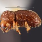 female | Image Author: TH Atkinson | Florida State Collection of Arthropods, Gainesville, Florida | holotype Stephanoderes castaneus Wood | holotype | Homestead | Collection: Snow Entomological Museum, Univ. Kansas