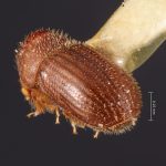female | Image Author: TH Atkinson | Florida State Collection of Arthropods, Gainesville, Florida | holotype Stephanoderes castaneus Wood | holotype | Homestead | Collection: Snow Entomological Museum, Univ. Kansas