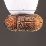 Image Author: TH Atkinson | Florida State Collection of Arthropods, Gainesville, Florida | Nova Teutonia | Collection: Field Museum of Natural History