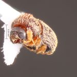 Image Author: TH Atkinson | Florida State Collection of Arthropods, Gainesville, Florida | Nova Teutonia | Collection: Field Museum of Natural History