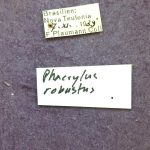 Image Author: TH Atkinson | Florida State Collection of Arthropods, Gainesville, Florida | Nova Teutonia | Collection: Field Museum of Natural History