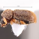 Image Author: TH Atkinson | Florida State Collection of Arthropods, Gainesville, Florida | Nova Teutonia | Collection: Field Museum of Natural History