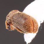 Image Author: TH Atkinson | Florida State Collection of Arthropods, Gainesville, Florida | Nova Teutonia | Collection: Field Museum of Natural History