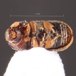 Image Author: TH Atkinson | Florida State Collection of Arthropods, Gainesville, Florida | Nova Teutonia | Collection: Field Museum of Natural History