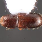 female | Image Author: TH Atkinson | Florida State Collection of Arthropods, Gainesville, Florida | Rd. Manzanillo-Punta Uva | Collection: Florida State Collection of Arthropods