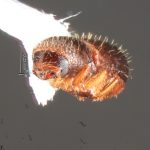 female | Image Author: TH Atkinson | Florida State Collection of Arthropods, Gainesville, Florida | Rd. Manzanillo-Punta Uva | Collection: Florida State Collection of Arthropods