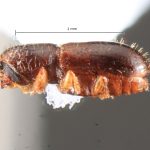female | Image Author: TH Atkinson | Florida State Collection of Arthropods, Gainesville, Florida | Rd. Manzanillo-Punta Uva | Collection: Florida State Collection of Arthropods