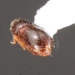 female | Image Author: TH Atkinson | Florida State Collection of Arthropods, Gainesville, Florida | Rd. Manzanillo-Punta Uva | Collection: Florida State Collection of Arthropods