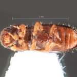 female | Image Author: TH Atkinson | Florida State Collection of Arthropods, Gainesville, Florida | Rd. Manzanillo-Punta Uva | Collection: Florida State Collection of Arthropods