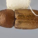 female | Image Author: J Buffam |  Canadian National Collection of Insects, Arachnids and Nematodes, Agriculture and Agri-Food Canada, | holotype Neodryocoetes macer Bright. CNCType12623# | holotype | San Andrés Tuxtla, 8 km S  | Collection: Canadian National Collection of Insects, Arachnids and Nematodes