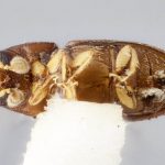 female | Image Author: J Buffam |  Canadian National Collection of Insects, Arachnids and Nematodes, Agriculture and Agri-Food Canada, | holotype Neodryocoetes macer Bright. CNCType12623# | holotype | San Andrés Tuxtla, 8 km S  | Collection: Canadian National Collection of Insects, Arachnids and Nematodes