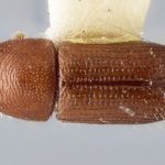 Image Author: J Buffam |  Canadian National Collection of Insects, Arachnids and Nematodes, Agriculture and Agri-Food Canada, | holotype Neodryocoetes montanus Bright. CNCType11492# | holotype | Hardwar Gap | Collection: Canadian National Collection of Insects, Arachnids and Nematodes