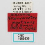Image Author: J Buffam |  Canadian National Collection of Insects, Arachnids and Nematodes, Agriculture and Agri-Food Canada, | holotype Neodryocoetes montanus Bright. CNCType11492# | holotype | Hardwar Gap | Collection: Canadian National Collection of Insects, Arachnids and Nematodes