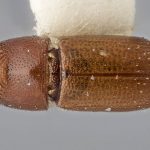 female | Image Author: J Buffam |  Canadian National Collection of Insects, Arachnids and Nematodes, Agriculture and Agri-Food Canada, | holotype Neodryocoetes tuberculatus Bright. CNCType12622# | holotype | Lago de Catemaco | Collection: Canadian National Collection of Insects, Arachnids and Nematodes