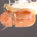 Image Author: TH Atkinson | Florida State Collection of Arthropods, Gainesville, Florida | holotype Phacrylus gracilis Schedl | holotype | Jacareacanga | Collection: Naturhistorisches Museum Wien