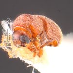 Image Author: TH Atkinson | Florida State Collection of Arthropods, Gainesville, Florida | holotype Phacrylus gracilis Schedl | holotype | Jacareacanga | Collection: Naturhistorisches Museum Wien