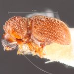 Image Author: TH Atkinson | Florida State Collection of Arthropods, Gainesville, Florida | holotype Phacrylus gracilis Schedl | holotype | Jacareacanga | Collection: Naturhistorisches Museum Wien