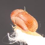 Image Author: TH Atkinson | Florida State Collection of Arthropods, Gainesville, Florida | holotype Phacrylus gracilis Schedl | holotype | Jacareacanga | Collection: Naturhistorisches Museum Wien