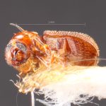 Image Author: TH Atkinson | Florida State Collection of Arthropods, Gainesville, Florida | holotype Phacrylus gracilis Schedl | holotype | Jacareacanga | Collection: Naturhistorisches Museum Wien