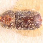 female | Image Author: TH Atkinson | Florida State Collection of Arthropods, Gainesville, Florida | lectoallotype Phacrylus robustus Schedl | allotype | El Sauce | Collection: Naturhistorisches Museum Wien