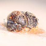 female | Image Author: TH Atkinson | Florida State Collection of Arthropods, Gainesville, Florida | lectoallotype Phacrylus robustus Schedl | allotype | El Sauce | Collection: Naturhistorisches Museum Wien
